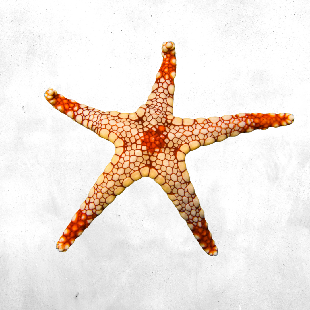 Fromia Nodosa - Sea Star Fish