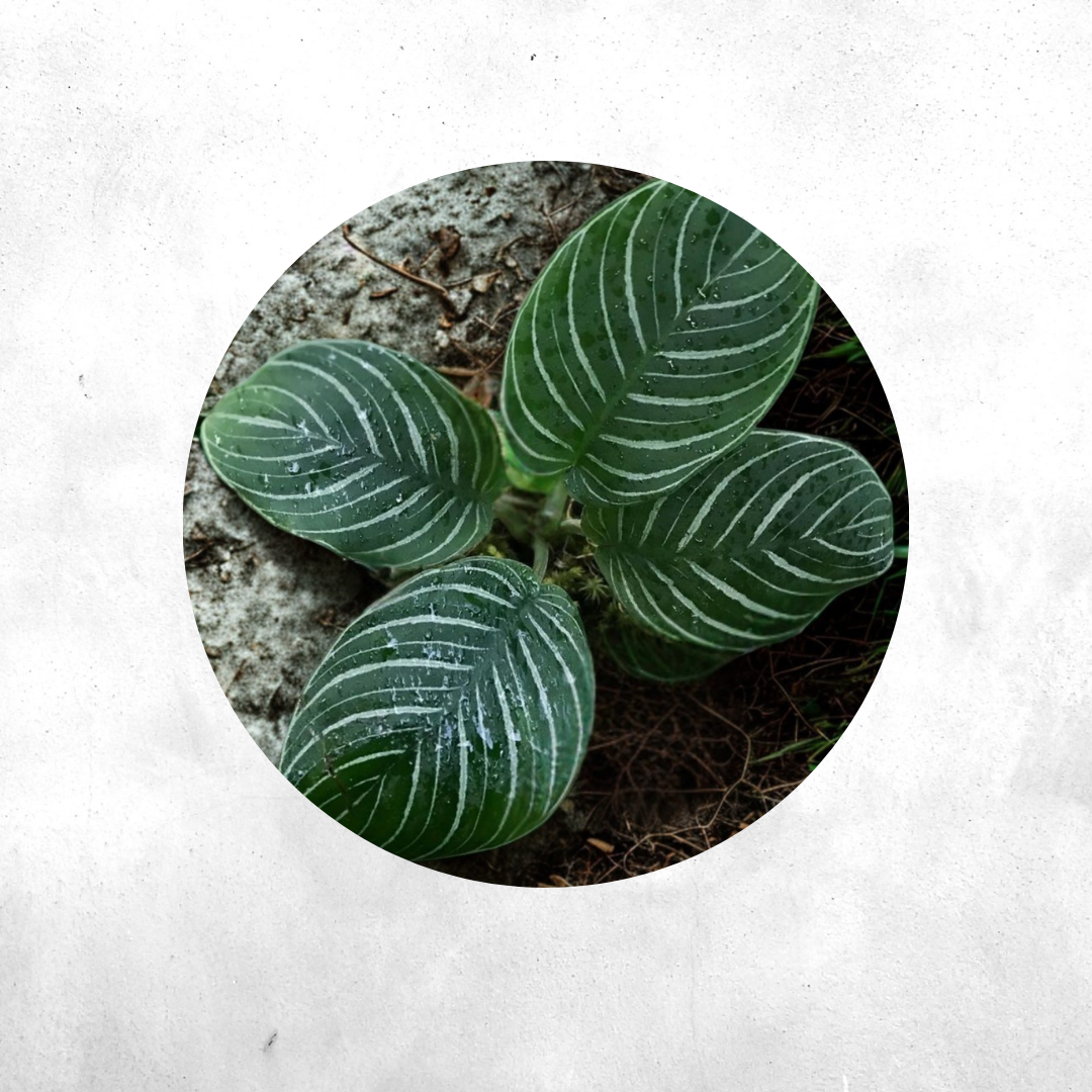 Schismatoglottis chevron sp borneo - Vivarium Plant