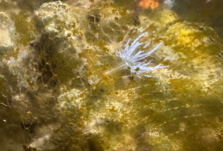 Aiptasia, hama yang sangat mengganggu habitat buatan air laut (Marine tank)
