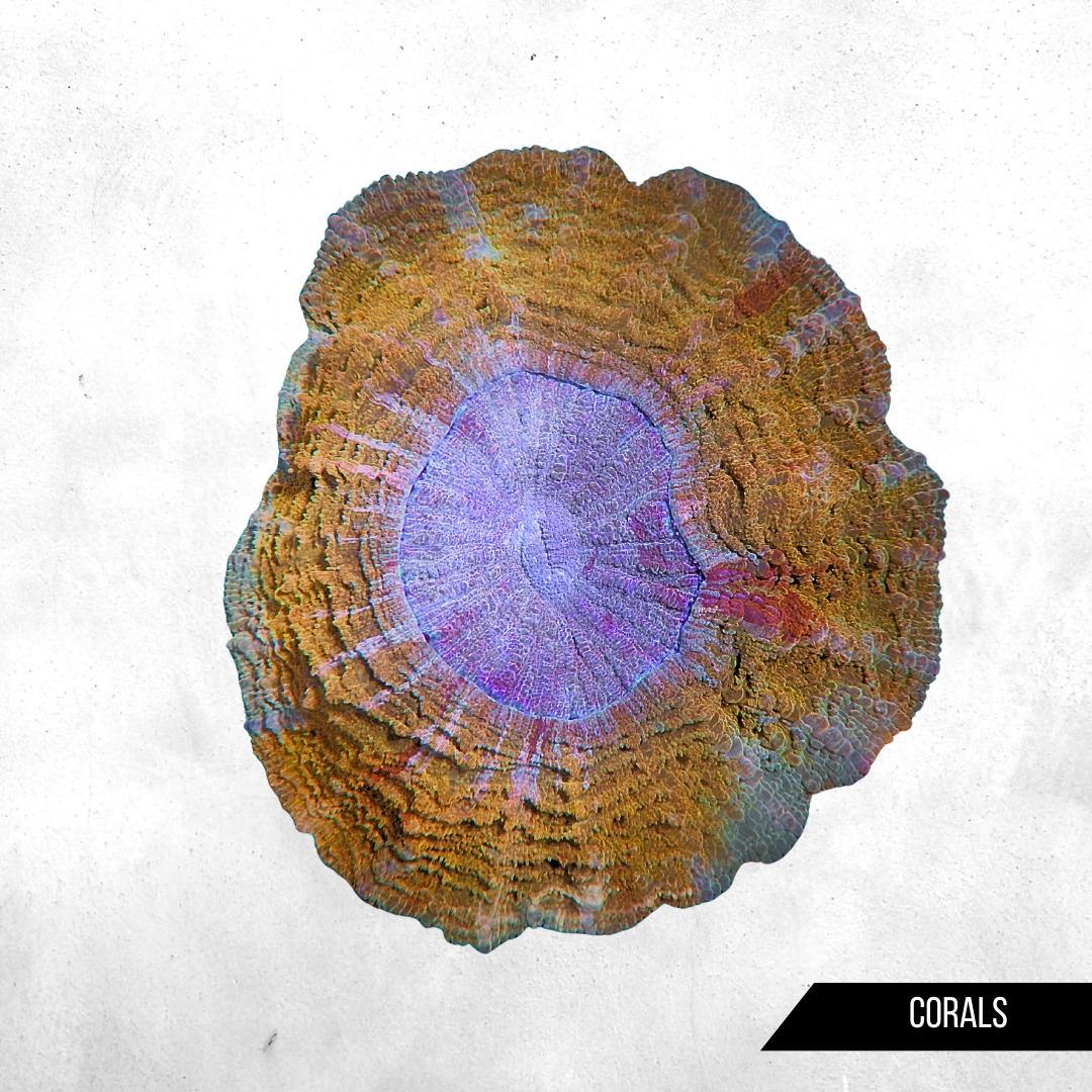 Acanthophyllia deshayesiana - Coral