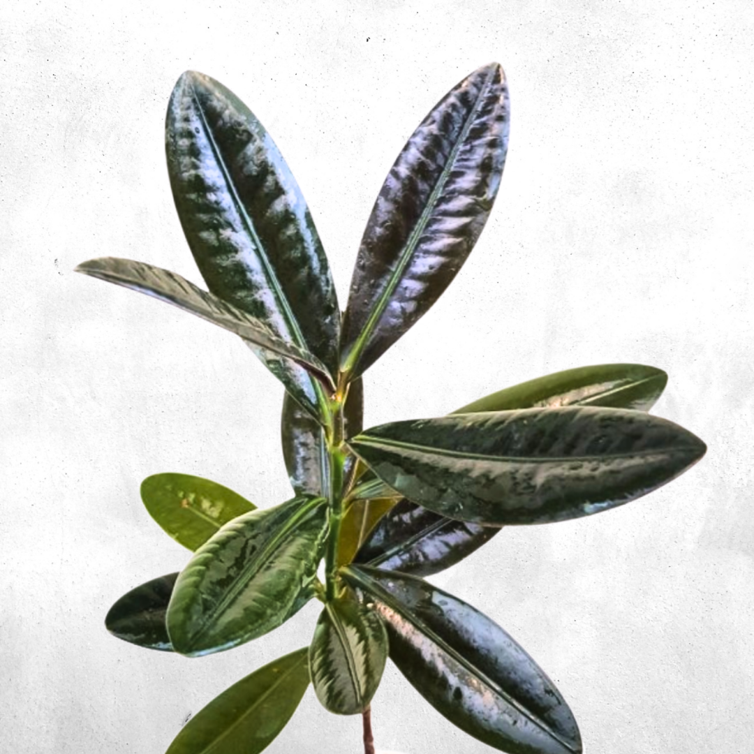 Ficus elastica - Vivarium Plant