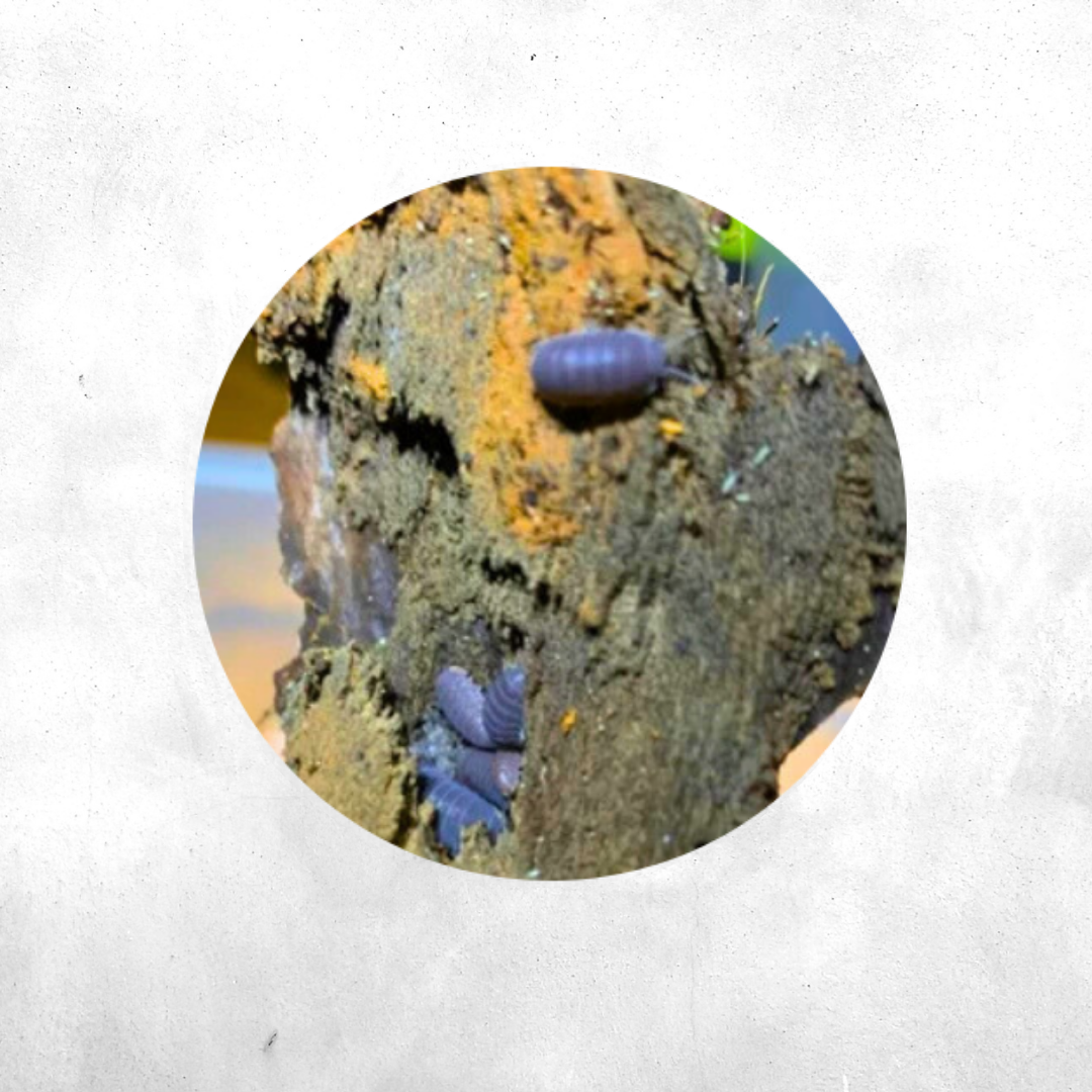 Cubaris murina - Isopod