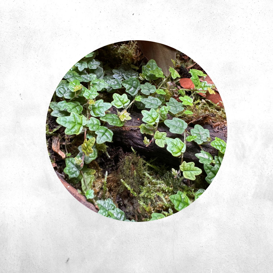Ficus pumilla Quercifolia - Vivarium Plant