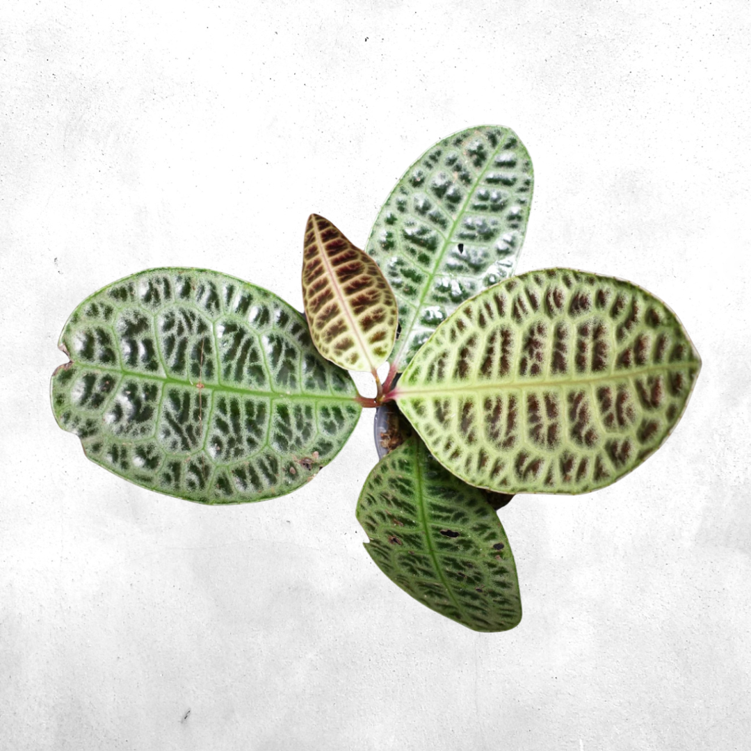 Labisia obtusifolia - Vivarium Plant