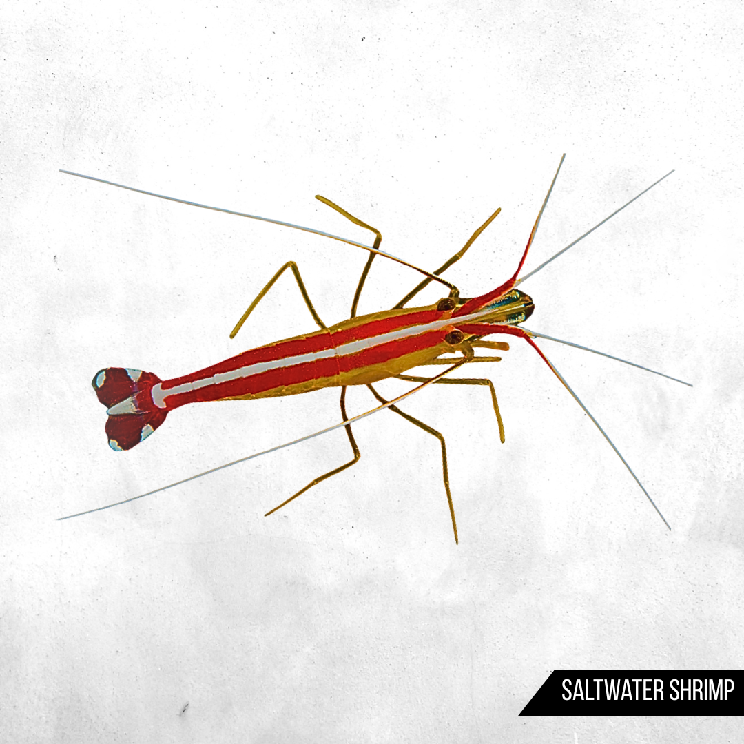 Lysmata amboinensis - Sea Shrimp