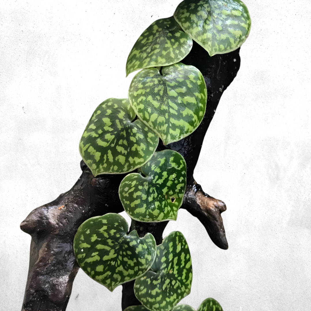 Scindapsus pictus - Vivarium Plant