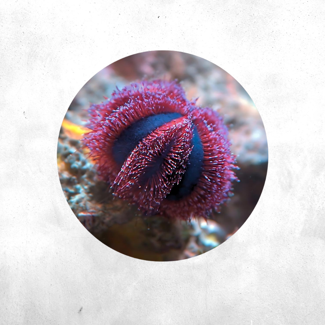 Mespilia globulus - Sea Urchin