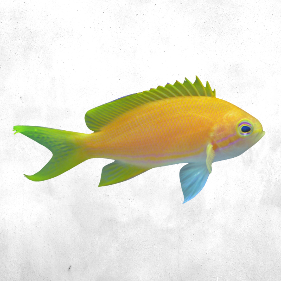 Pseudanthias fasciatus - Salt water fish