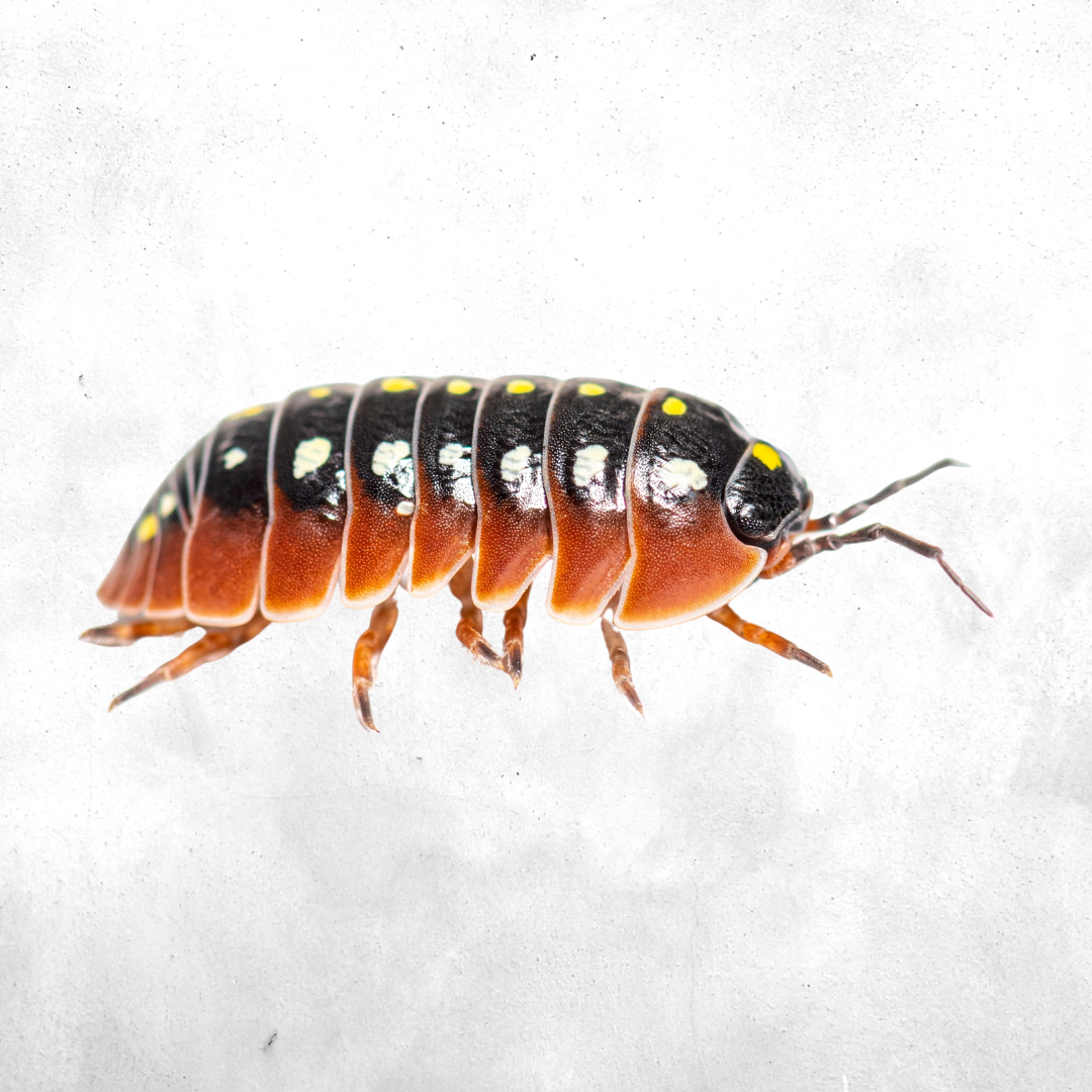 Armadillidium klugii