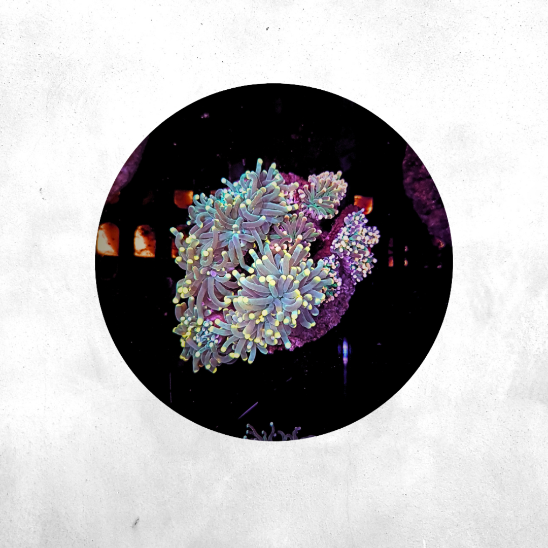 Euphyllia glabrescens - Orange Tip