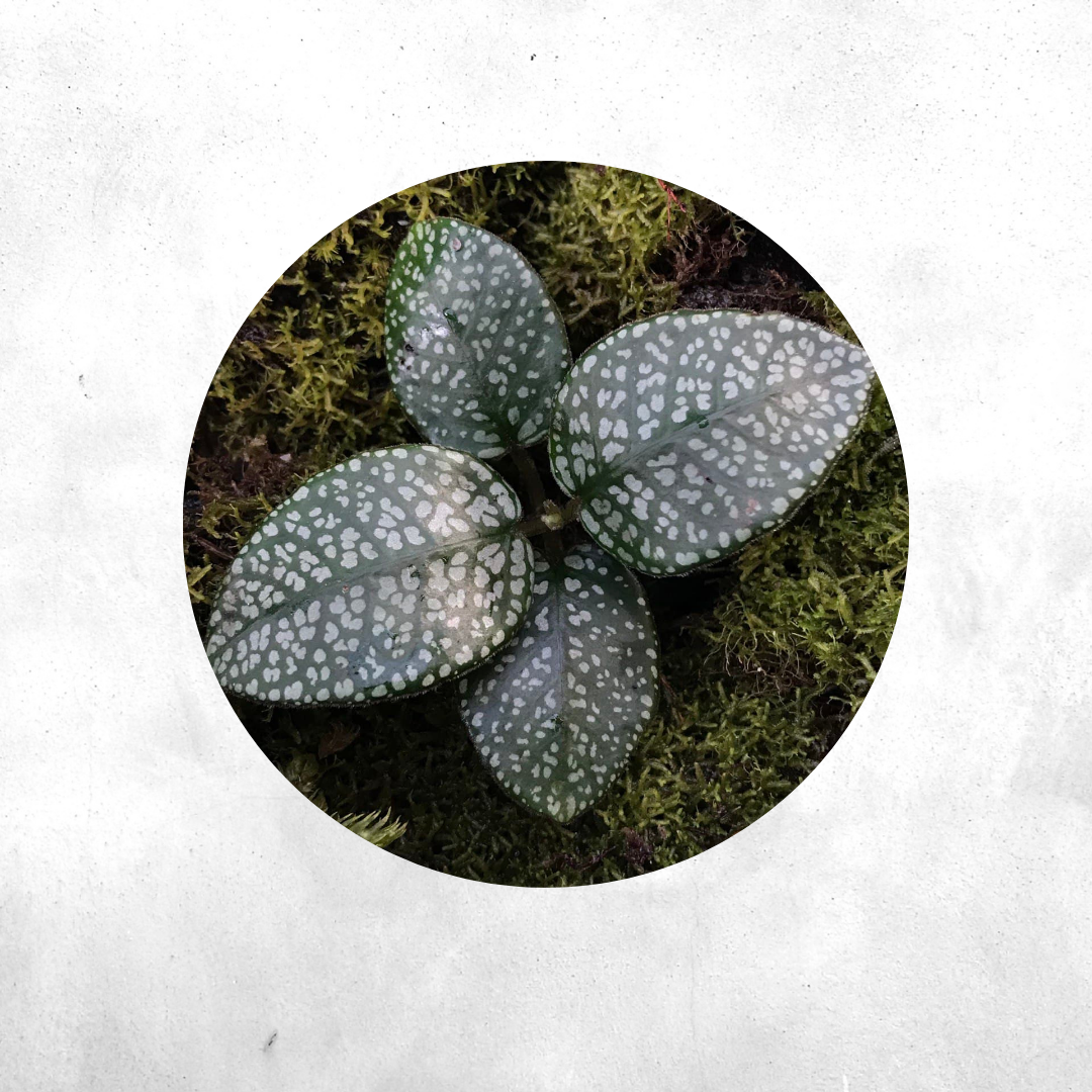 Argostemma Diamond leaf - Vivarium Plant