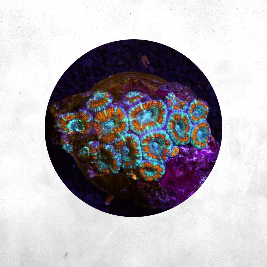 Micromussa lordhowensis (Acanthastrea) - Coral