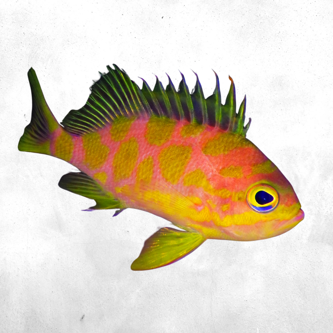 Odontanthias borbonius - Salt water fish