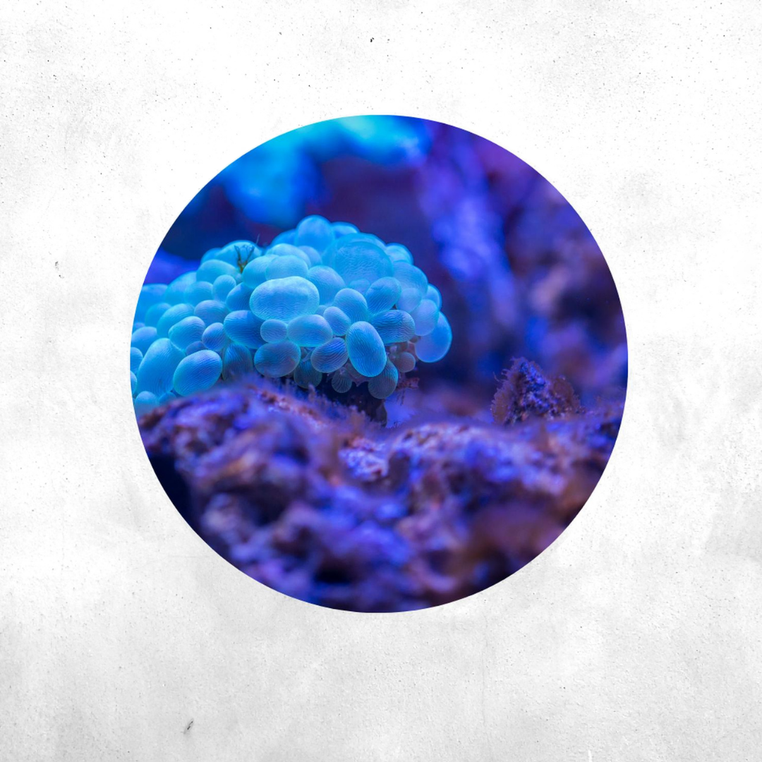 Plerogyra sinuosa - Coral