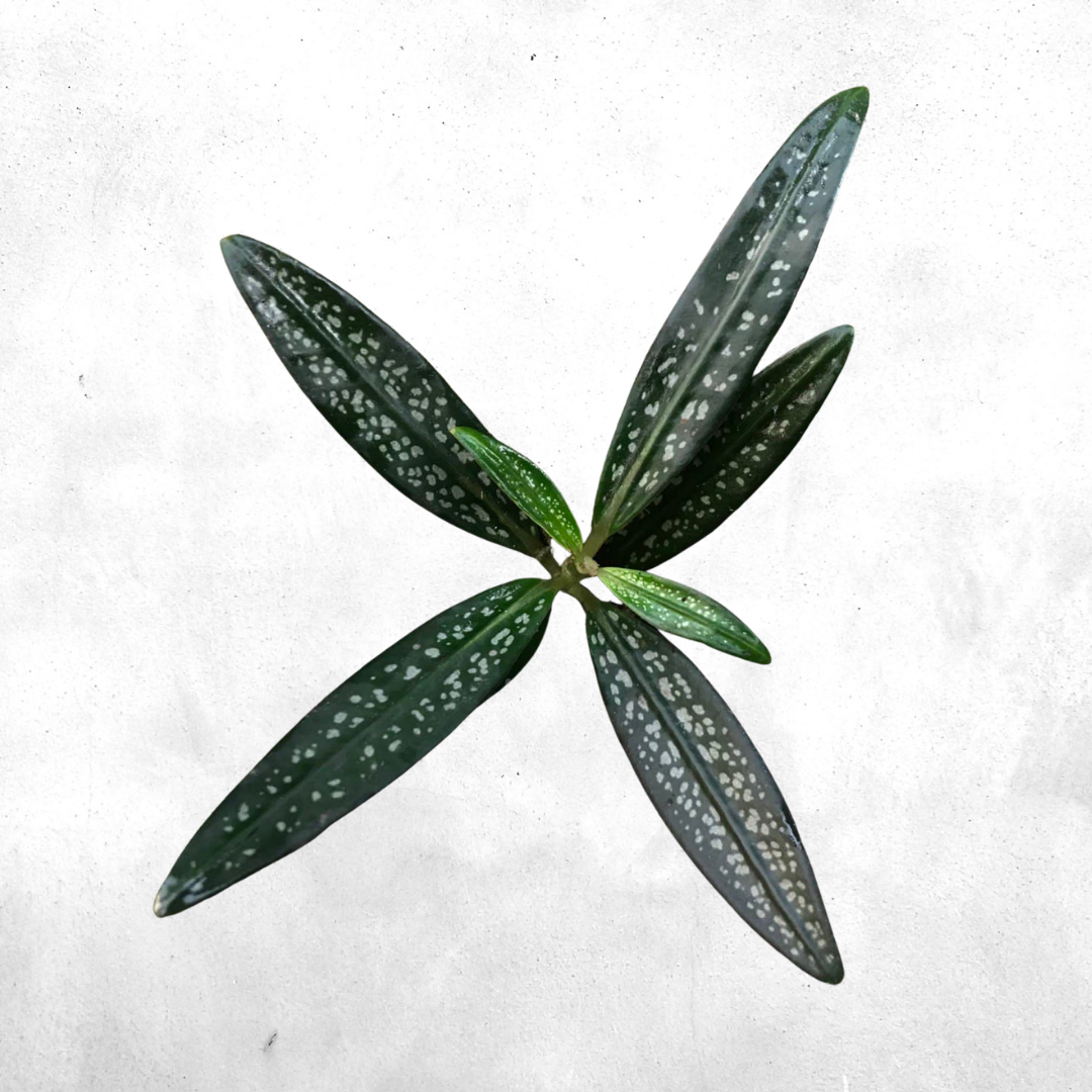 Labisia sp kalbar - Vivarium Plant