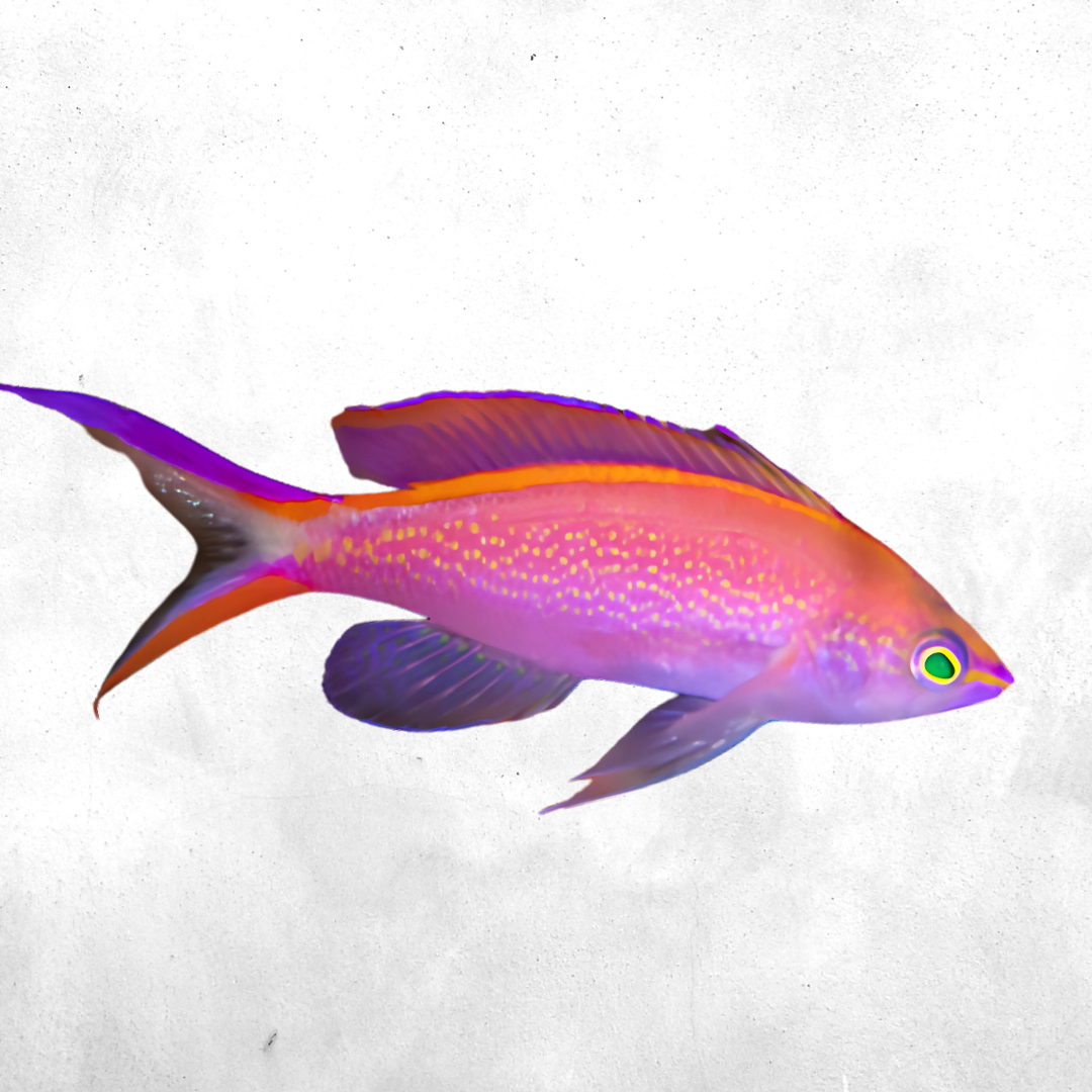 Pseudanthias smithvanizi - Salt water fish