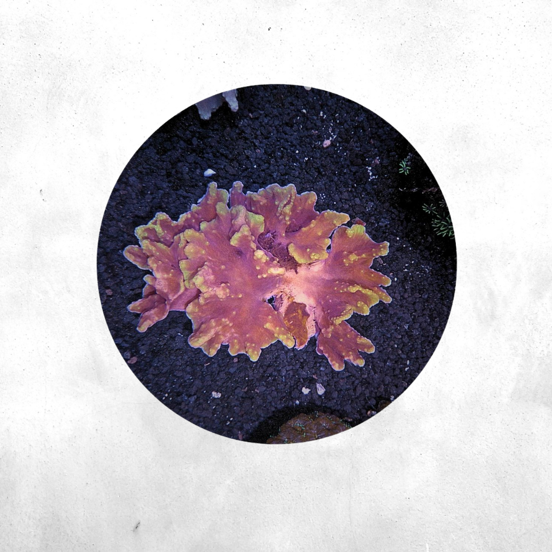 Sinularia brassica - Coral