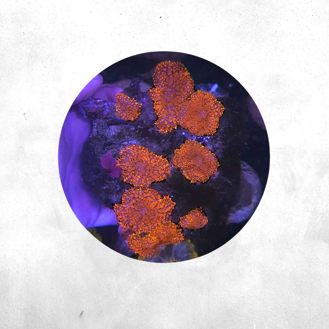 Rodatics Spp - Coral