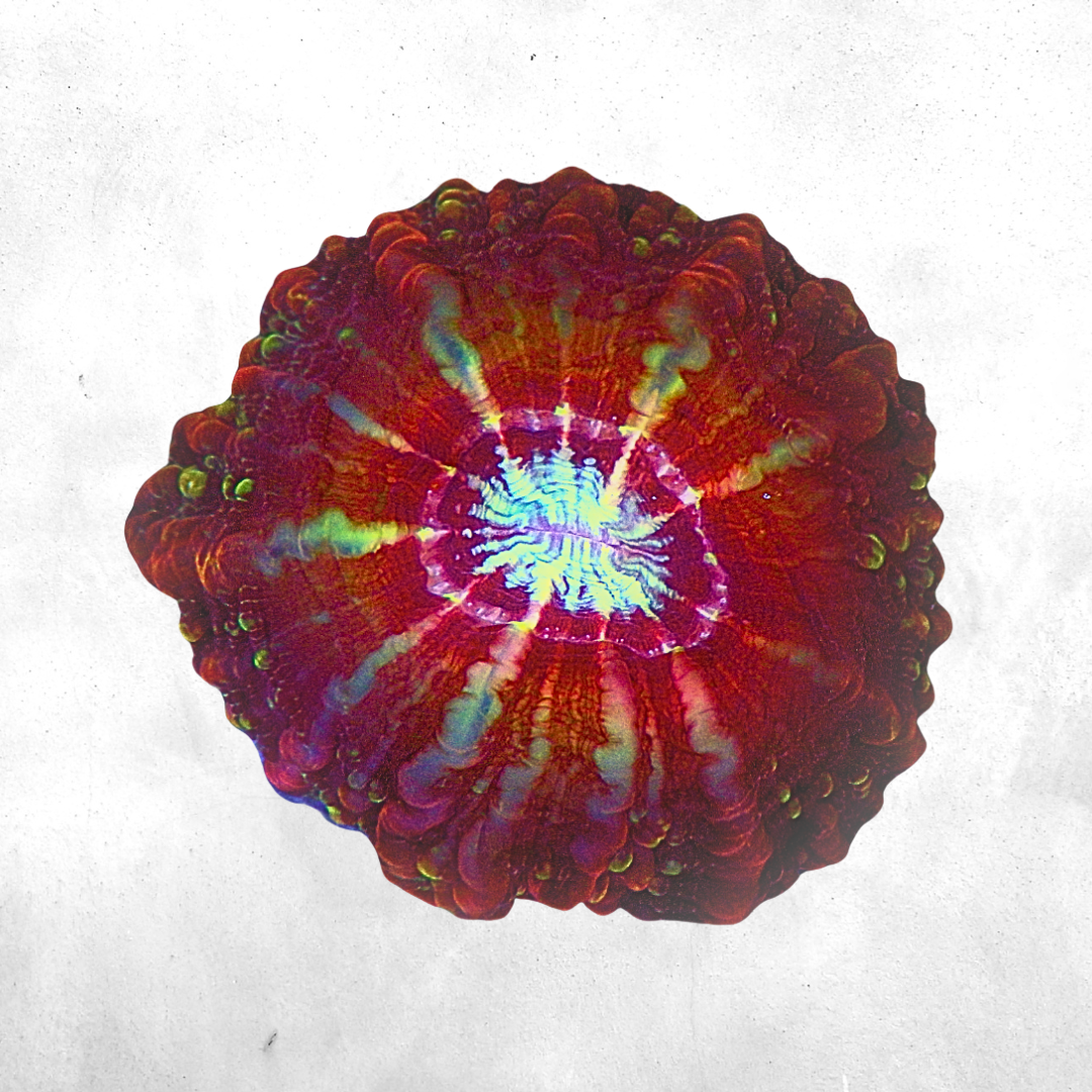 Cynarina lacrymalis & Indophyllia - Coral