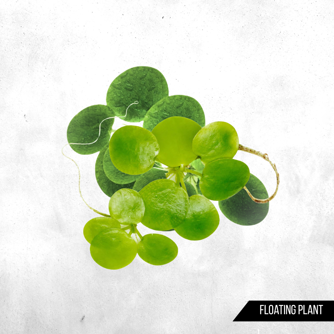 Limnobium laevigatum - Floating Plant