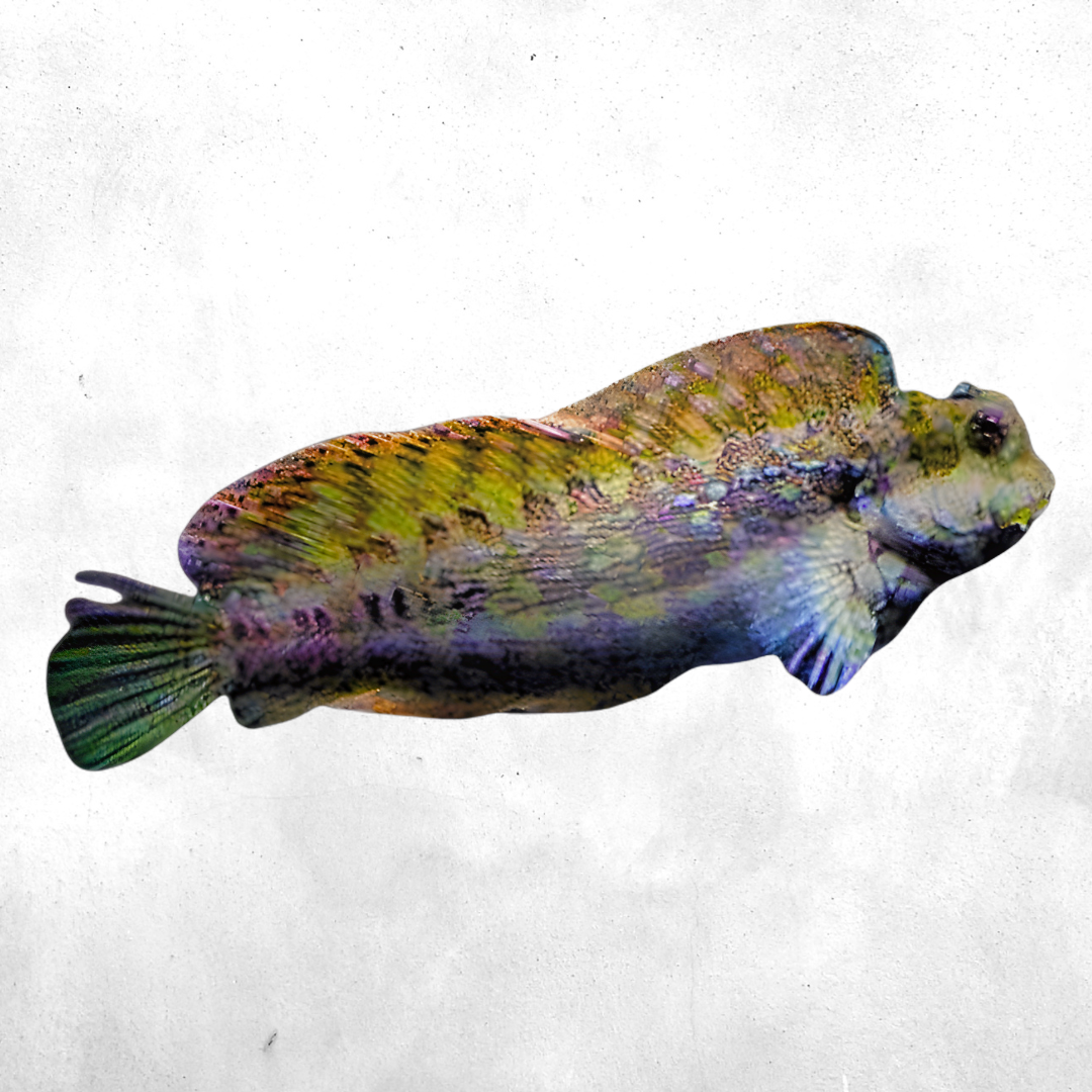 Salarias fasciatus - Salt water fish