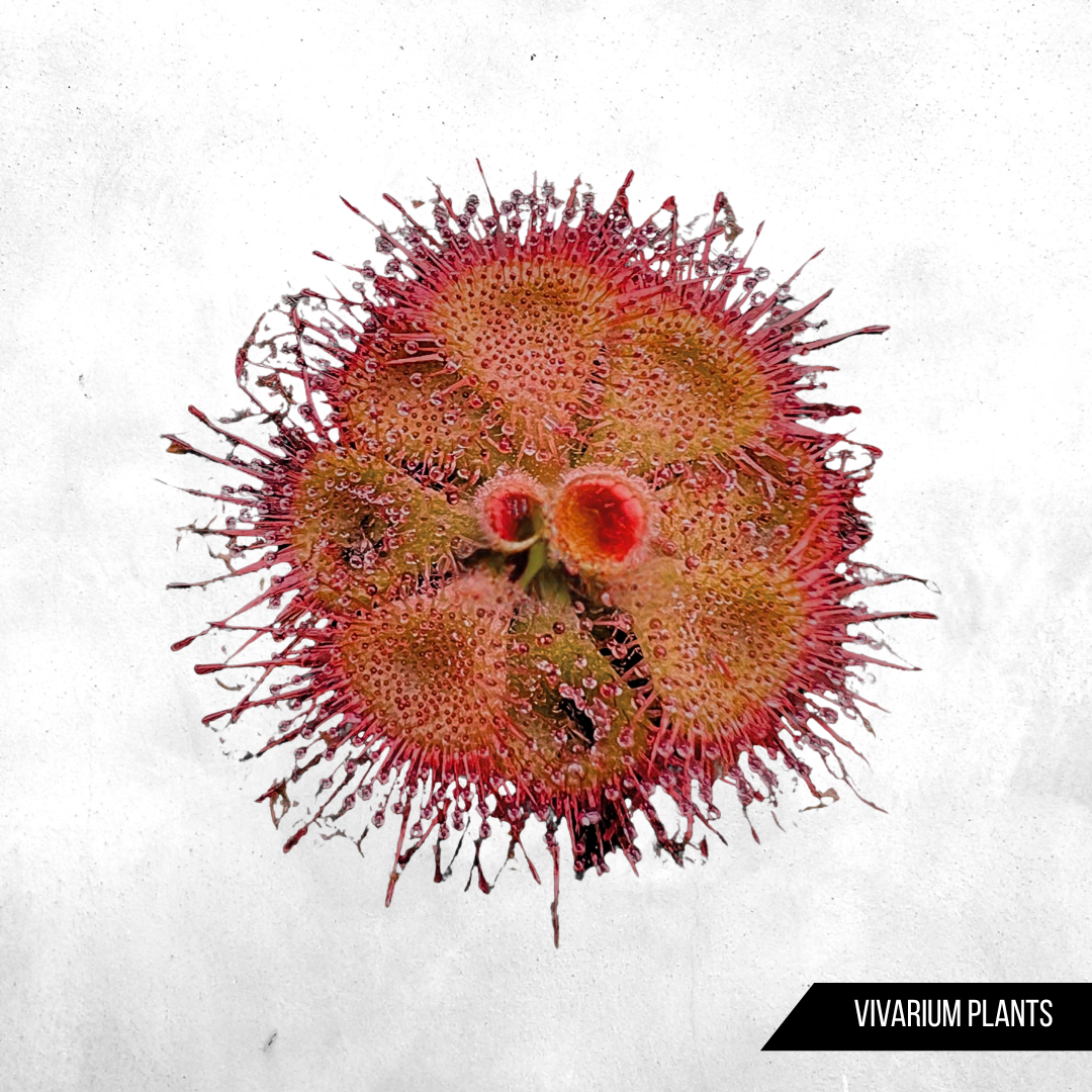 Drosera burmannii humpty doo - Carnivorous plant