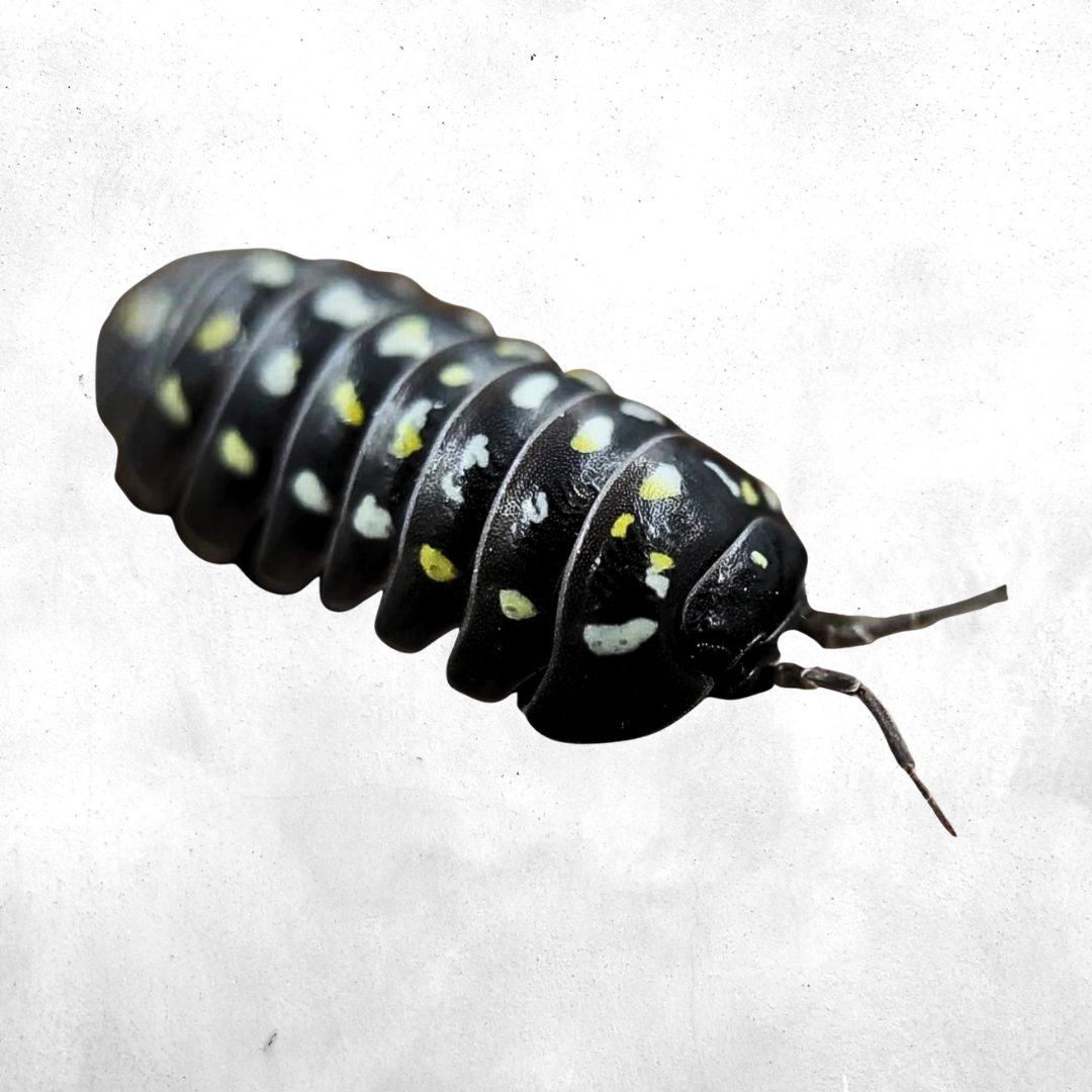 Armadillidium frontetriangulum