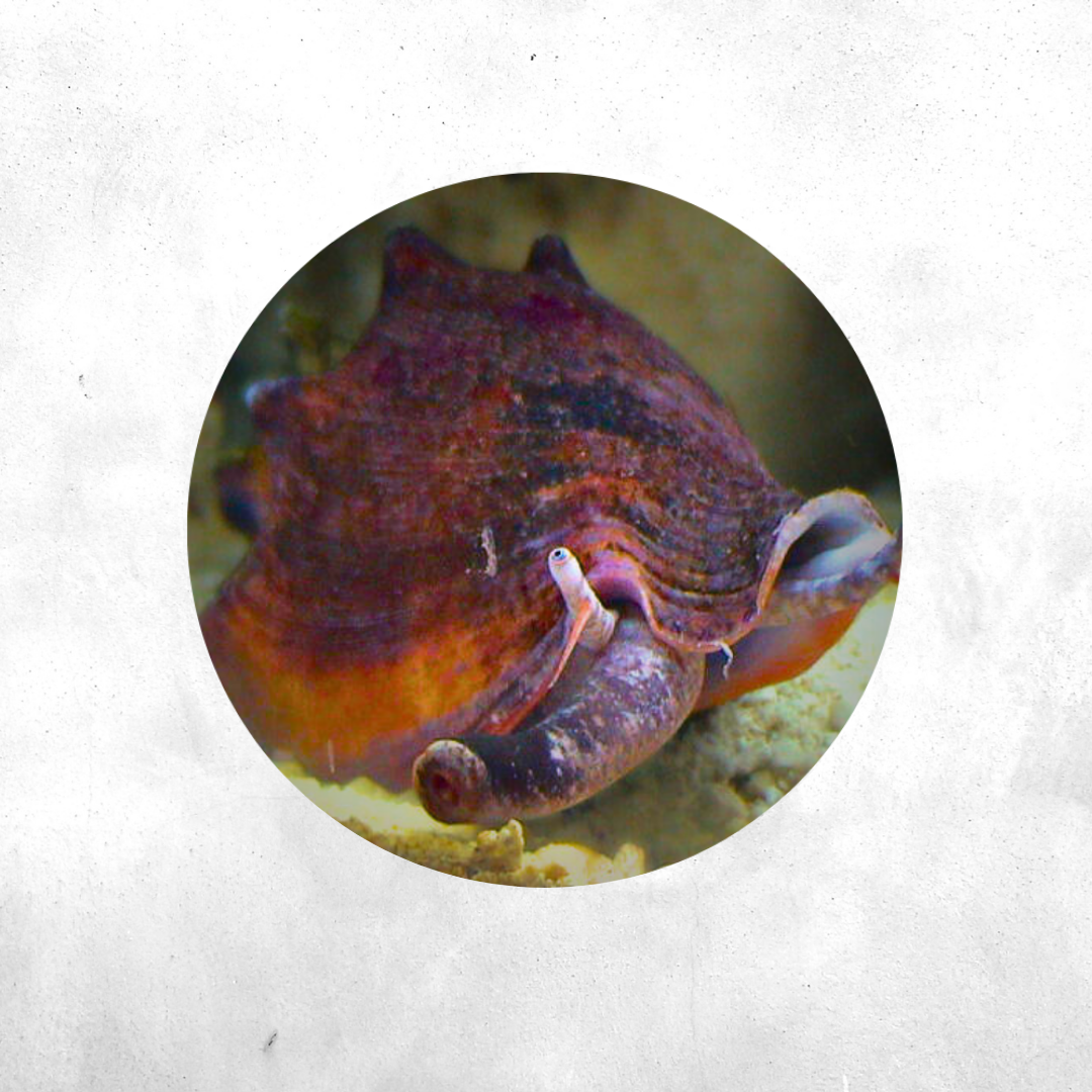 Strombus  - Sea Snail
