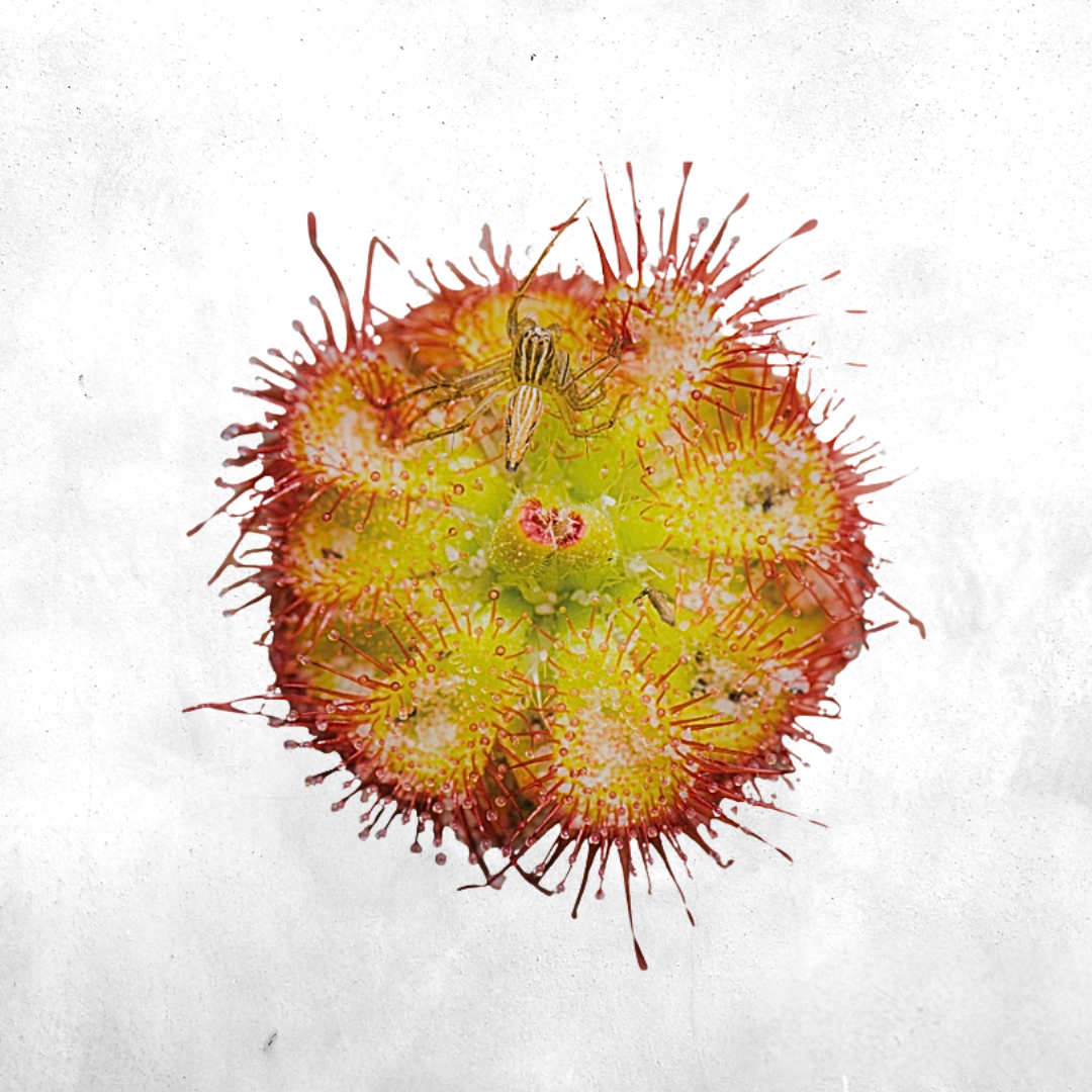 Drosera burmanii sessilifolia - Carnivorous plant