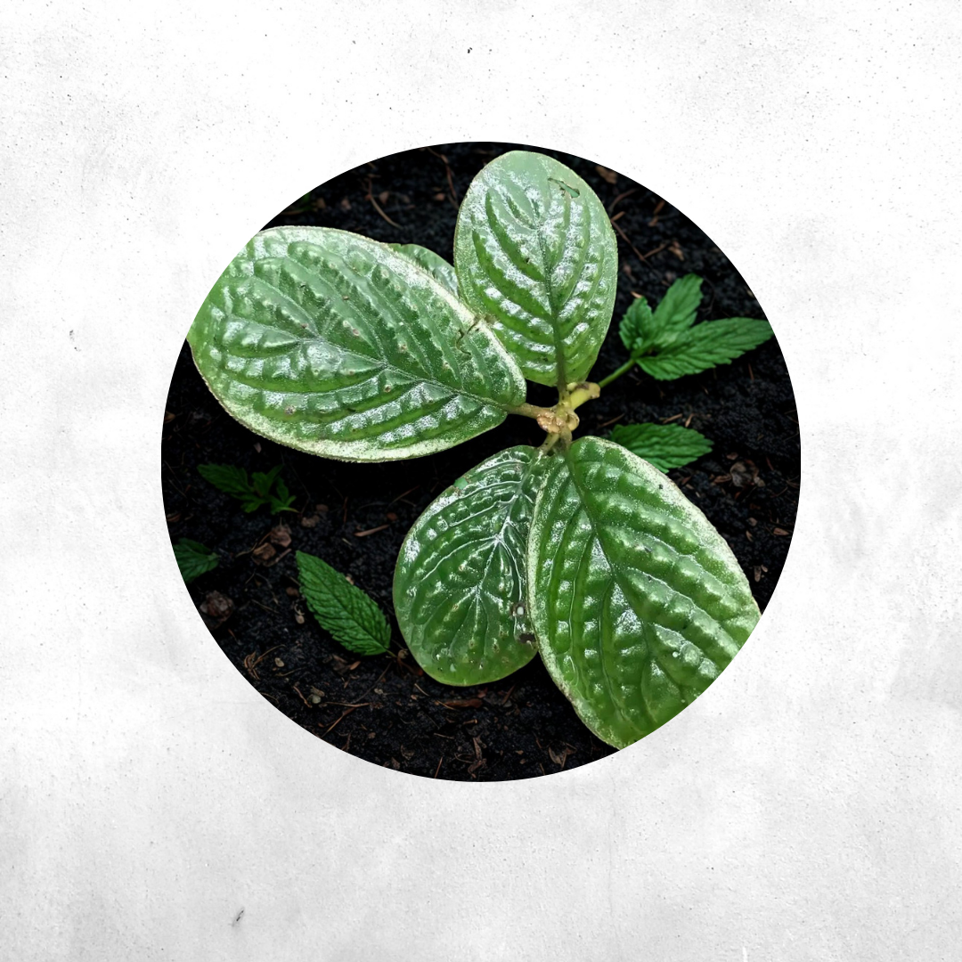 Acranthera collinadi  - Vivarium Plant