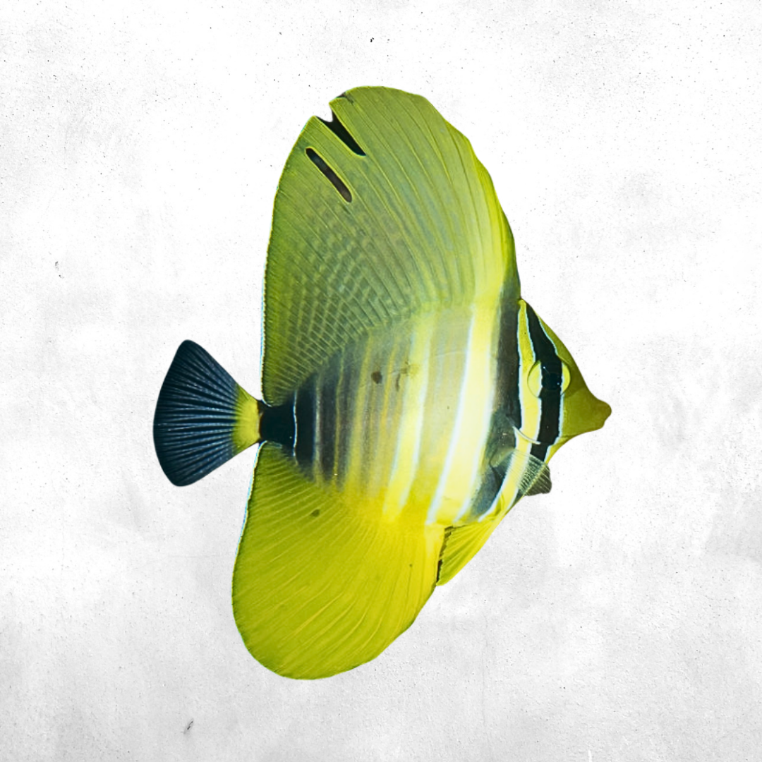 Zebrasoma velifer - Salt water fish