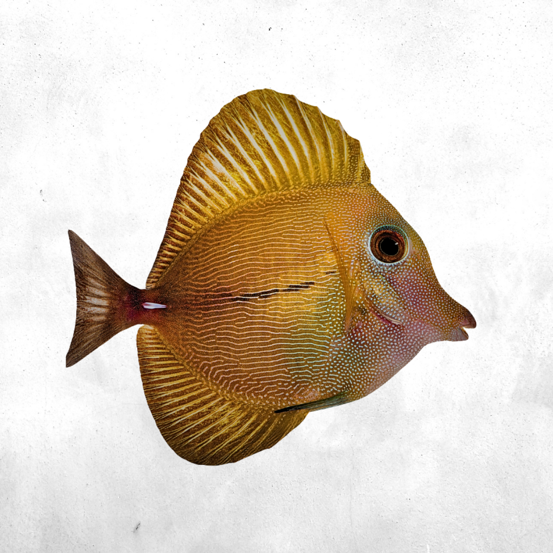 Zebrasoma Scopas - Salt water fish