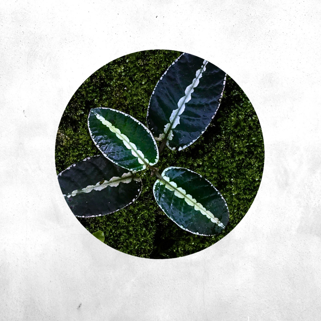 Argostemma SP Dark Green - Vivarium Plant