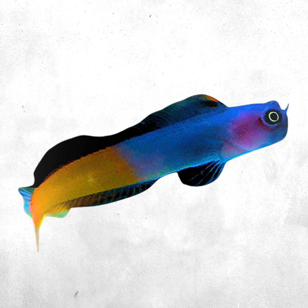 Ecsenius bicolor - Salt water fish