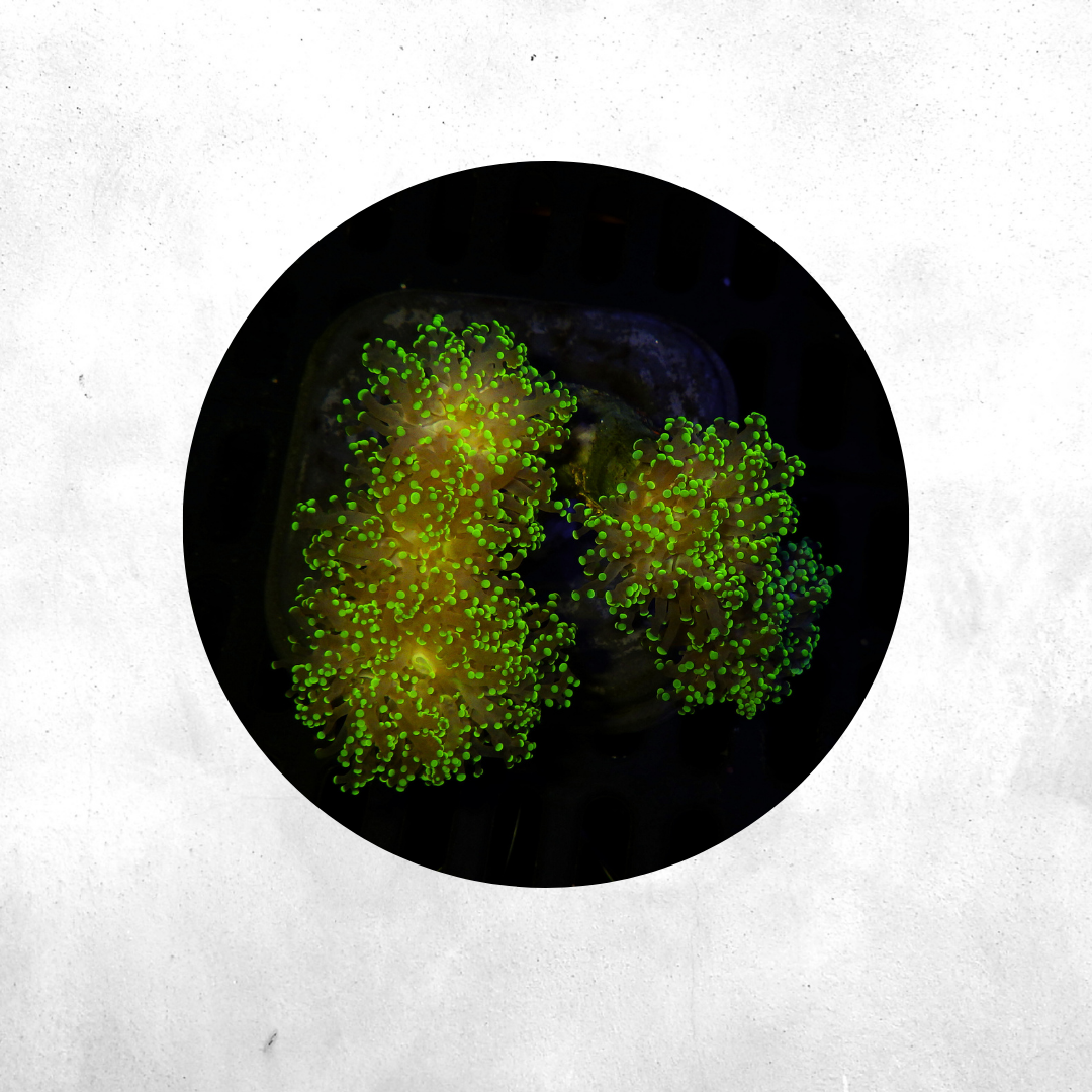 Euphyllia yaeyamensis - Coral