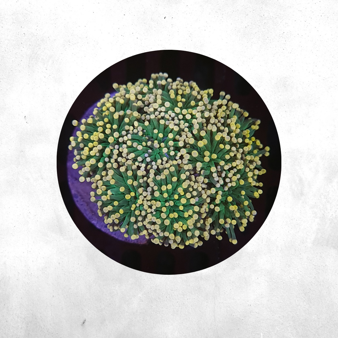 Euphyllia glabrescens - Yellow Tip