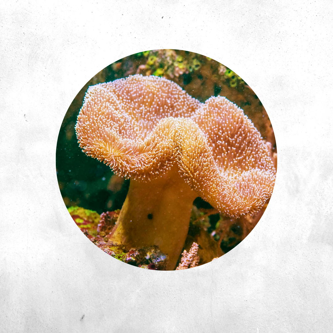 Sarcophyton Sp - Coral