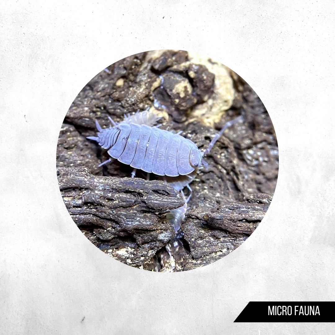 Porcellionides pruinosus