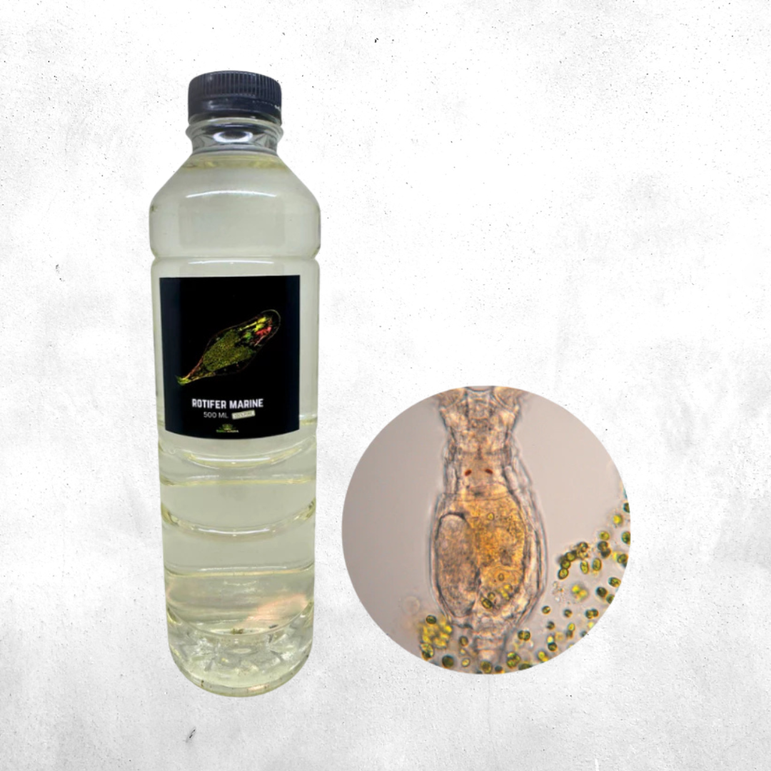 Rotifera Sp - Zoo Plankton