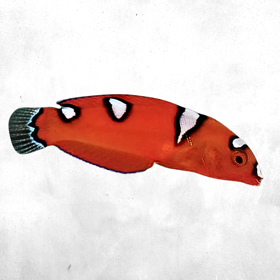 Coris gaimard - Salt water fish