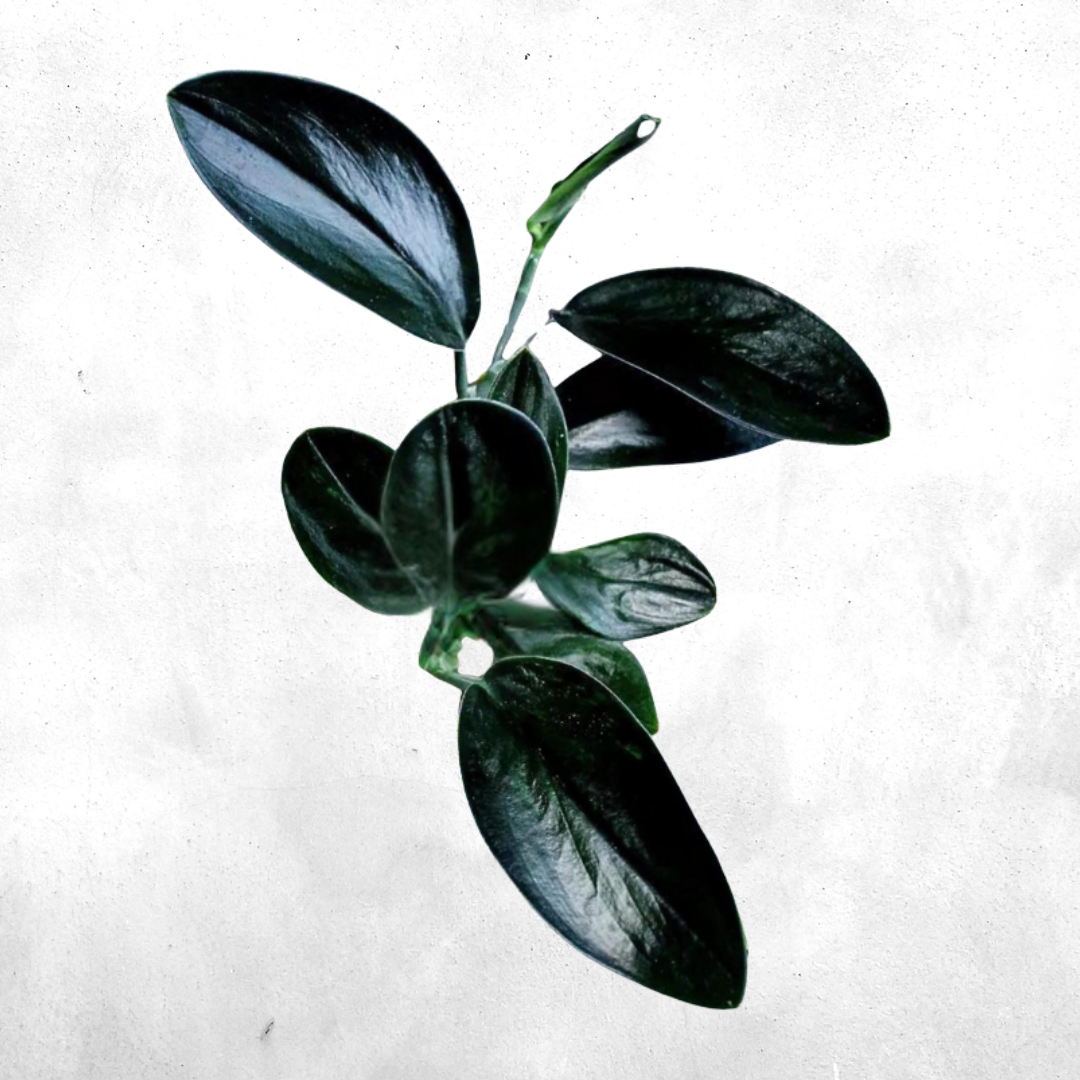 Scindapsus Treubii - Vivarium Plant