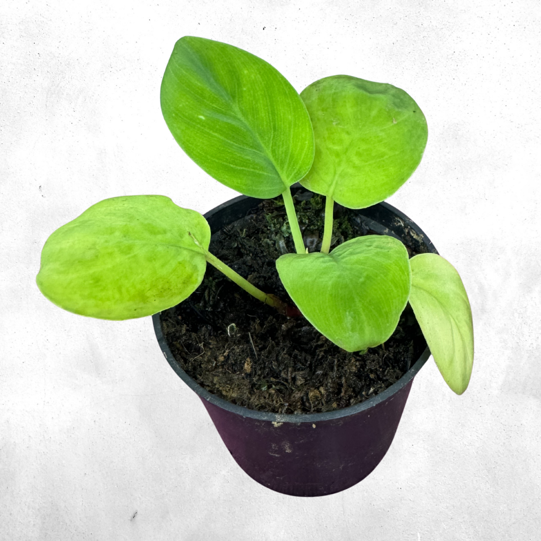 Homalomena sp green - Vivarium Plant