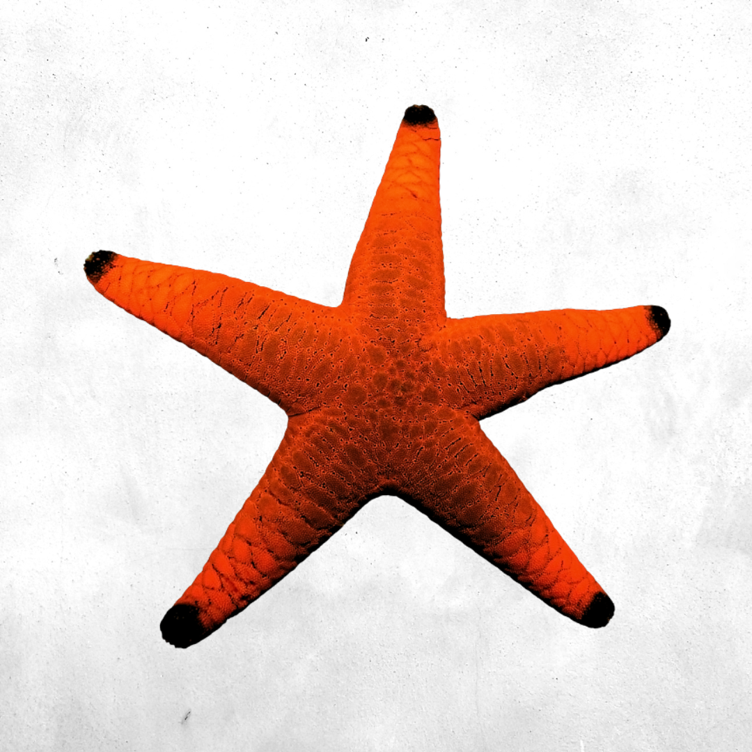 Fromia milleporella - Sea Star Fish