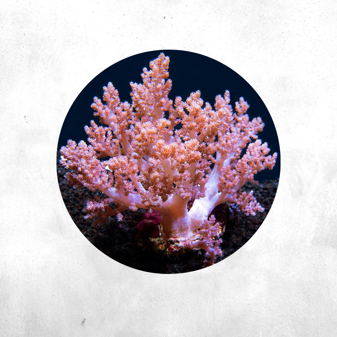 Capnella imbricata - Soft Coral
