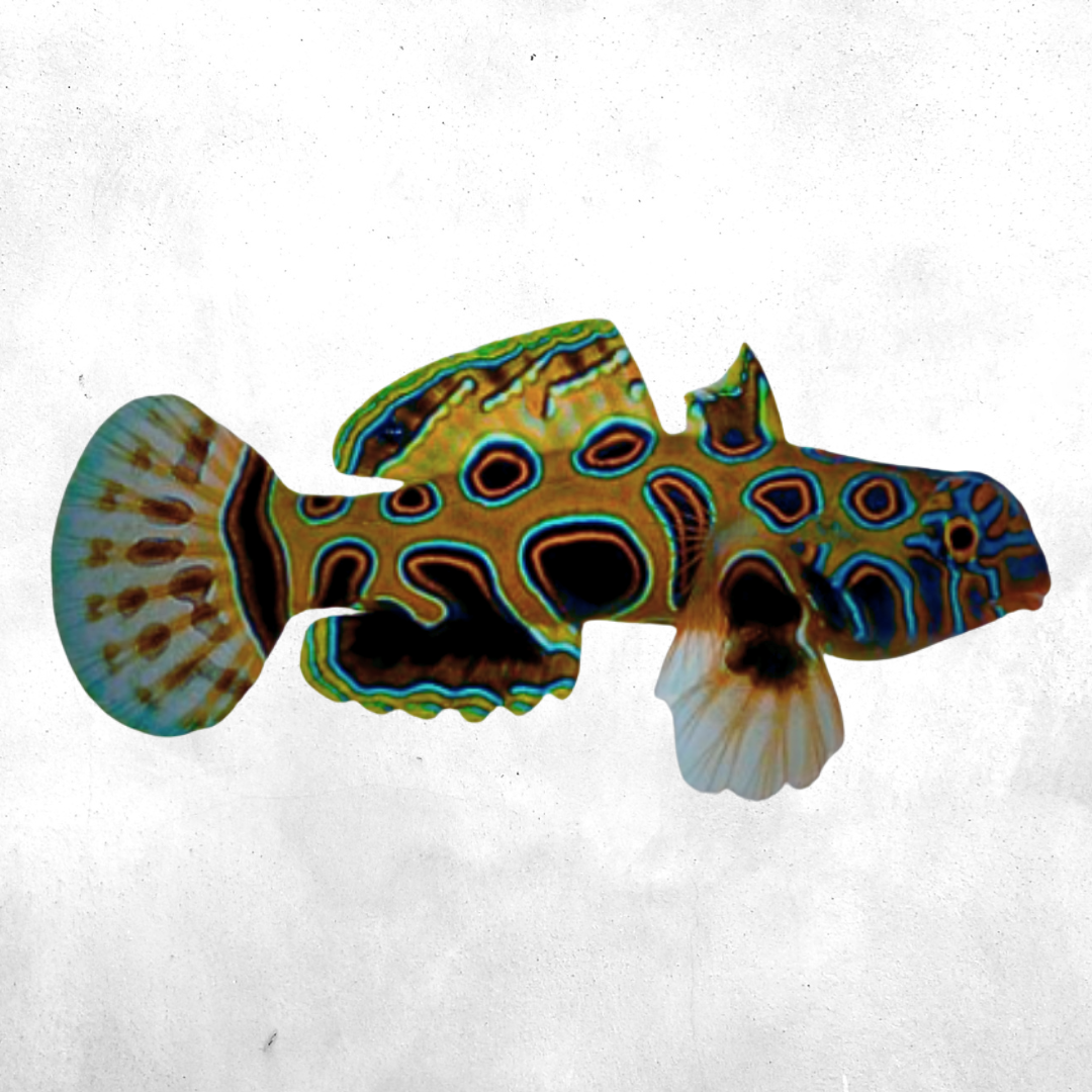 Synchiropus picturatus - Salt water fish