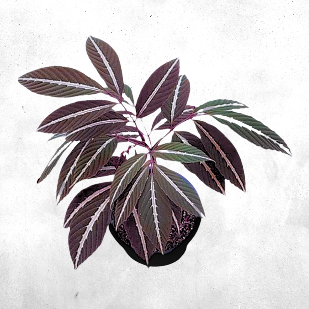 Leea amibilis - Vivarium Plant