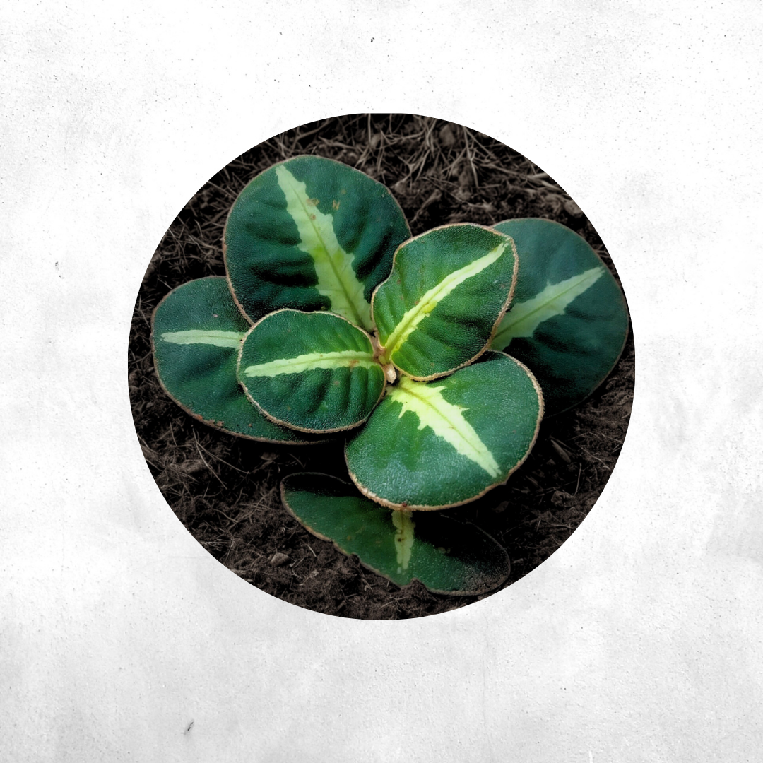 Argostemma SP White Veins - Vivarium Plant